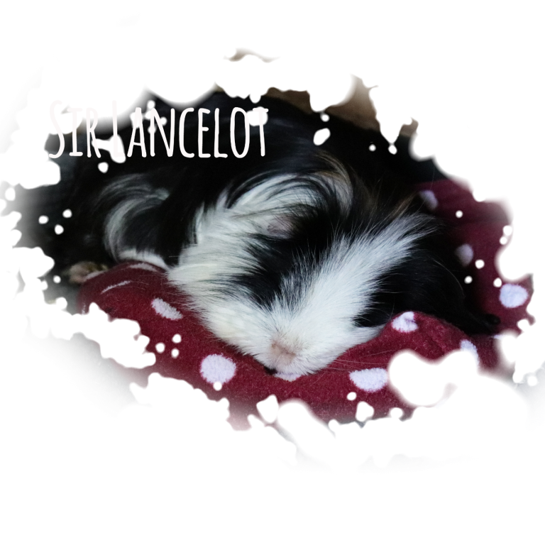 Schlafendes Langhaar-Meerschweinchen Sir Lancelot