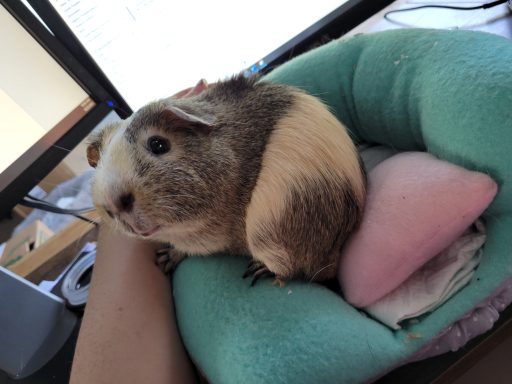 Meerschweinchen "Dougal"