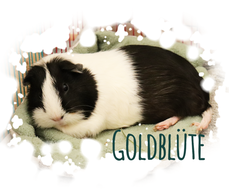 Black and white guinea pig Goldblüte
