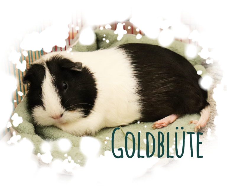 Liegendes schwarz/weiß Meerschweinchen Goldblüte