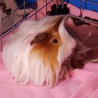 Langhaariges Meerschweinchen "Fryderyk"