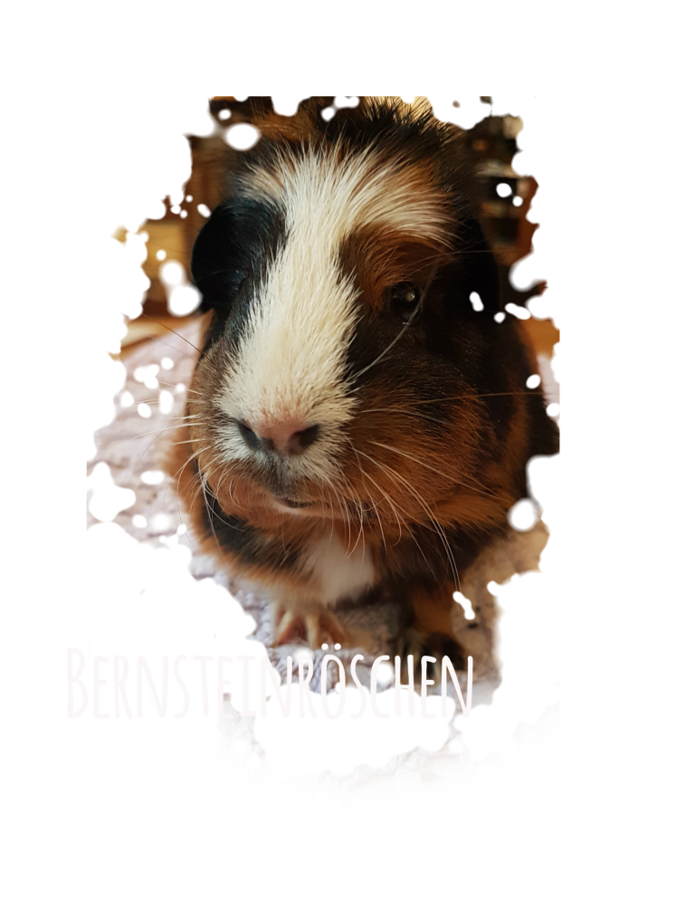 Dreifarbiges Meerschweinchen Bernsteinröschen
