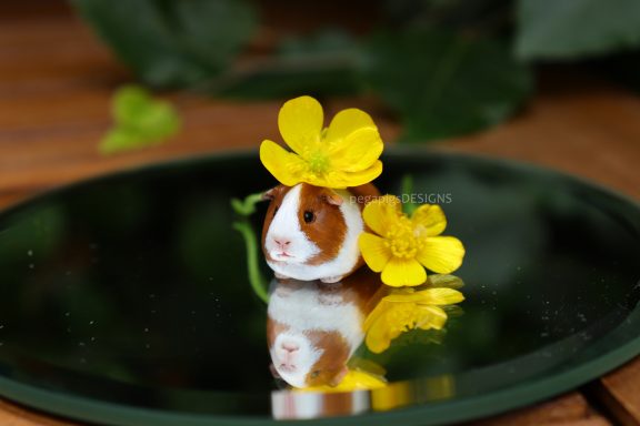 Weiß und rote Meerschweinchen Figur mit einer Butterblume auf dem Kopf