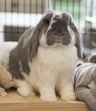 Weiß-graues Kaninchen "Toby"
