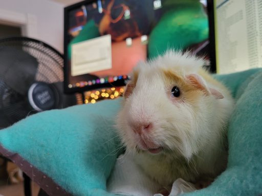 Weiß-beiges Rosettenmeerschweinchen