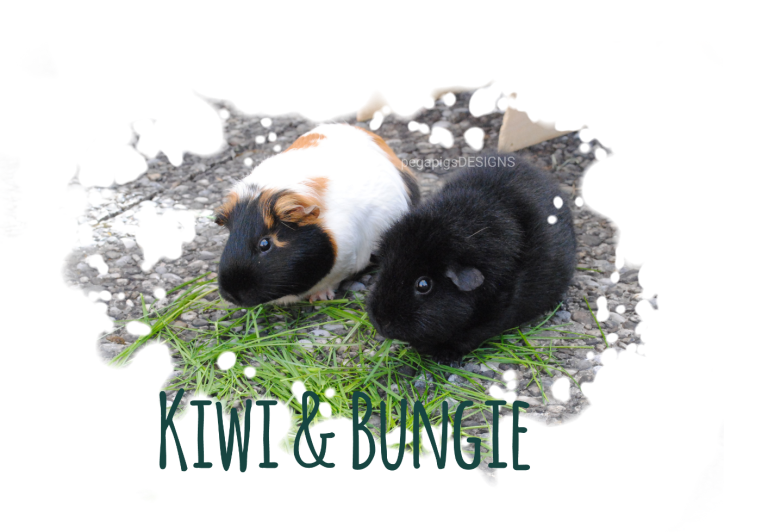 Dreifarbiges Meerschweinchen Kiwi und schwarzes Meerschweinchen Bungie