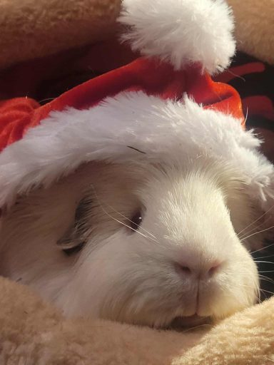 Weißes Meerschweinchen mit Weihnachtsmütze "Chouchou"