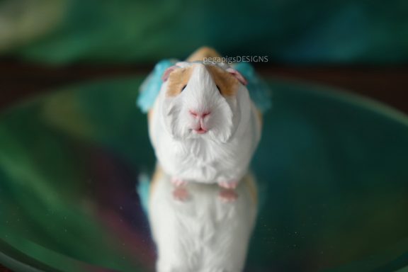 Weiß-beiges Meerschweinchen als Miniaturfigur